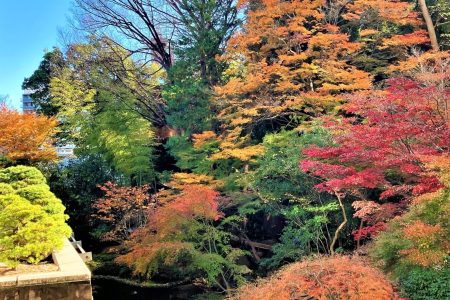 本日の庭園