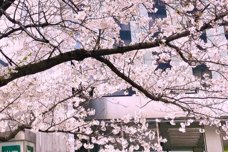 桜🌸満開