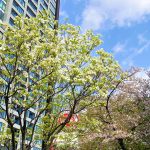 桜からハナミズキへ